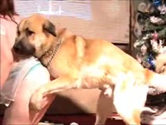 Threesome brown and black dogs having sex with their owner